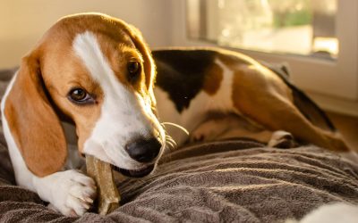 Masticativi naturali per cani, una guida completa
