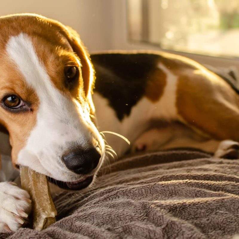 Cibo e snack per cani e gatti