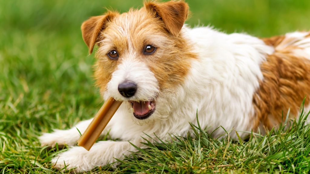 Benefici dei masticativi naturali per cani