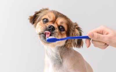 Salute della bocca del cane: segreti per l’igiene dentale del tuo amico a quattro zampe
