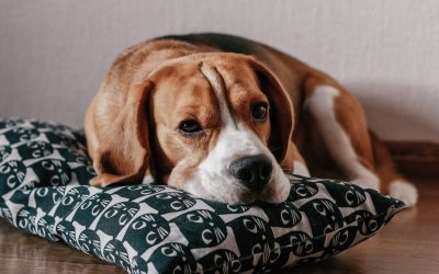Come pulire la cuccia del cane in stoffa