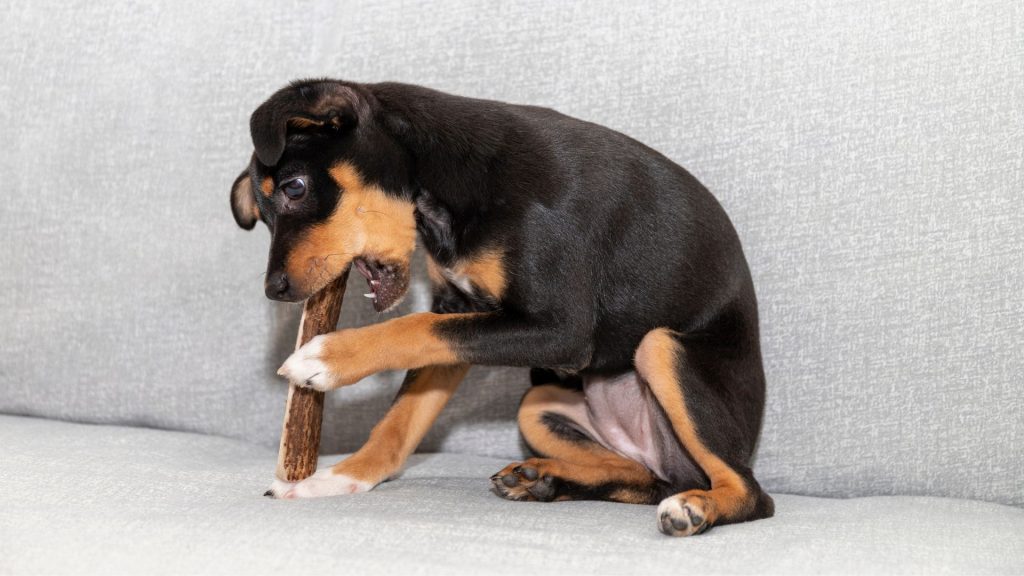 Corna di cervo come masticativi naturali per cani