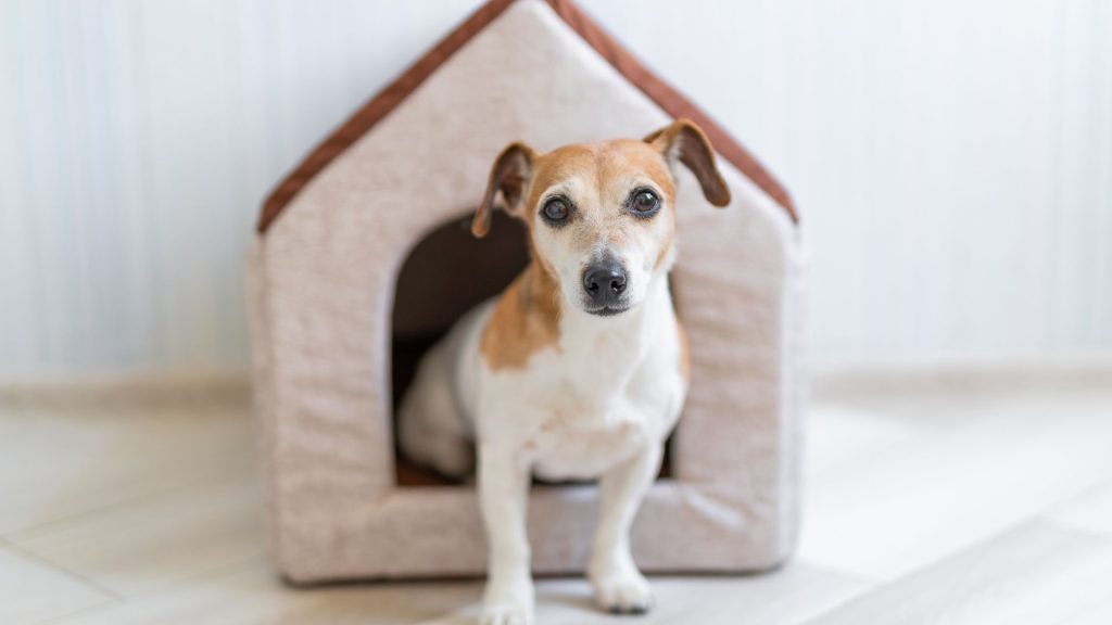 Dove posizionare la cuccia del cane in casa