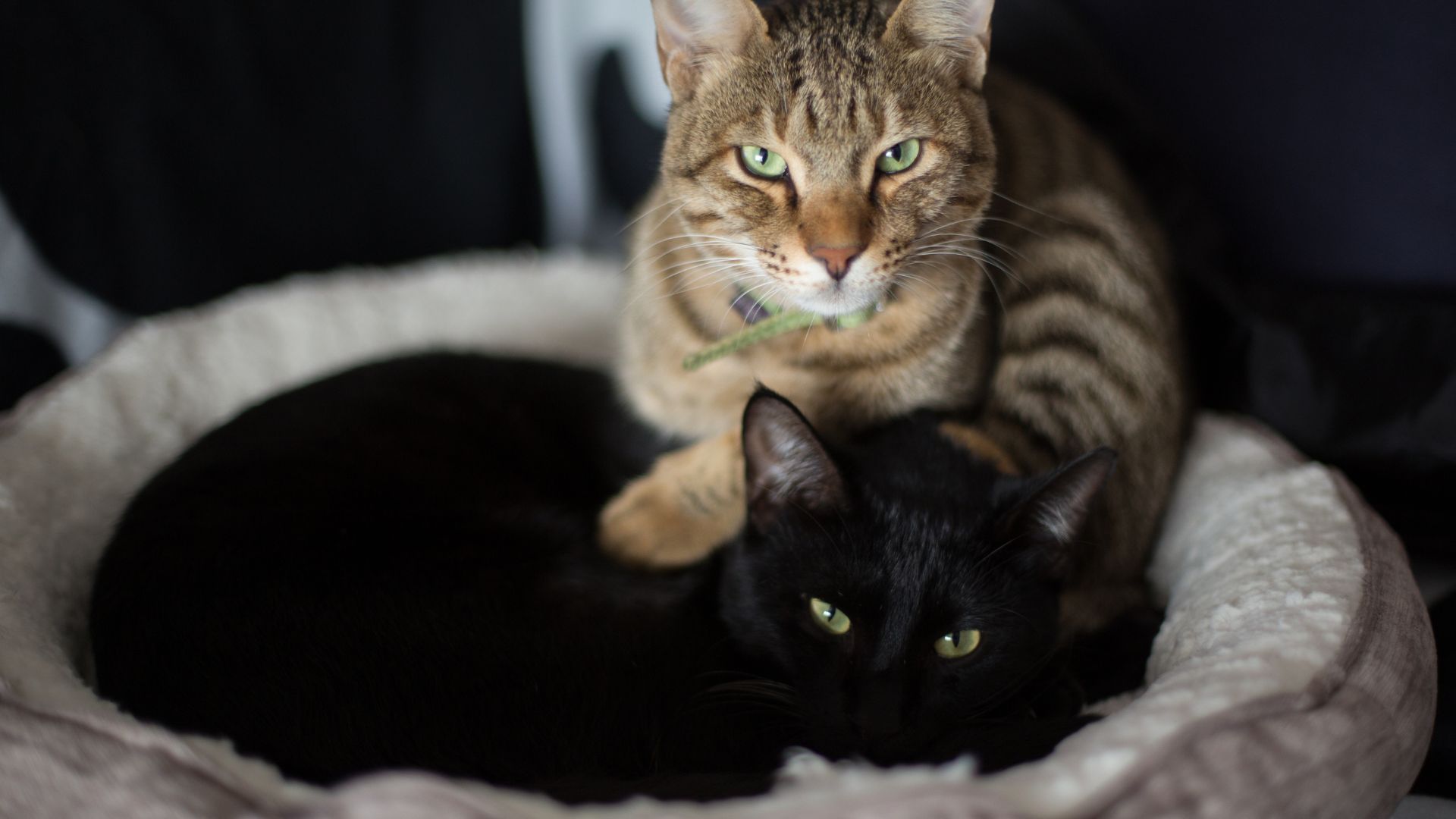 Gatti nella loro cuccia da interno