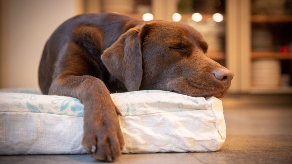 Cane che dorme nella sua cuccia