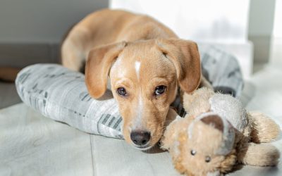 Come Scegliere la Cuccia da Interno per il Tuo Cucciolo