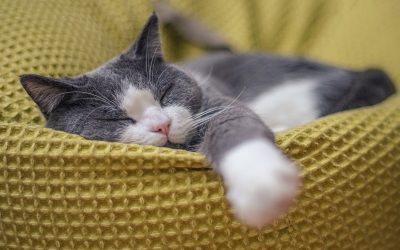 Le migliori cucce per gatti: guida completa alla scelta perfetta