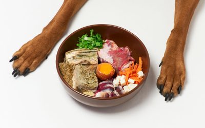 Dieta BARF: cos’è, come iniziare e controindicazioni