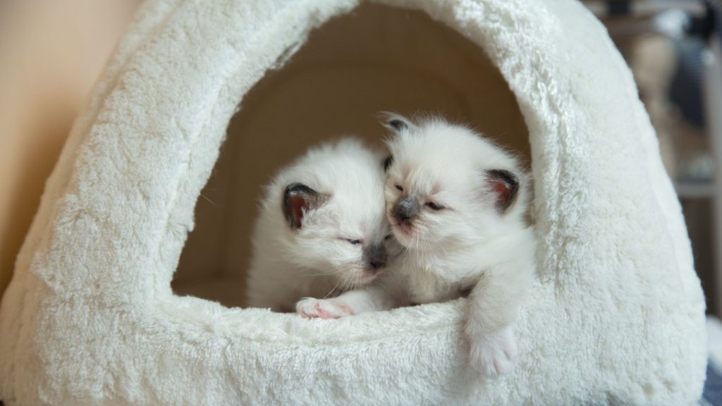 cucce per gatti a igloo