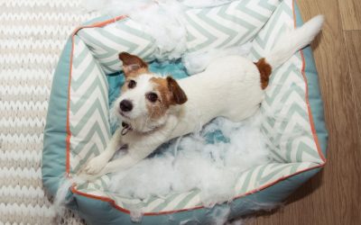 Il mio cane distrugge la cuccia: come evitarlo