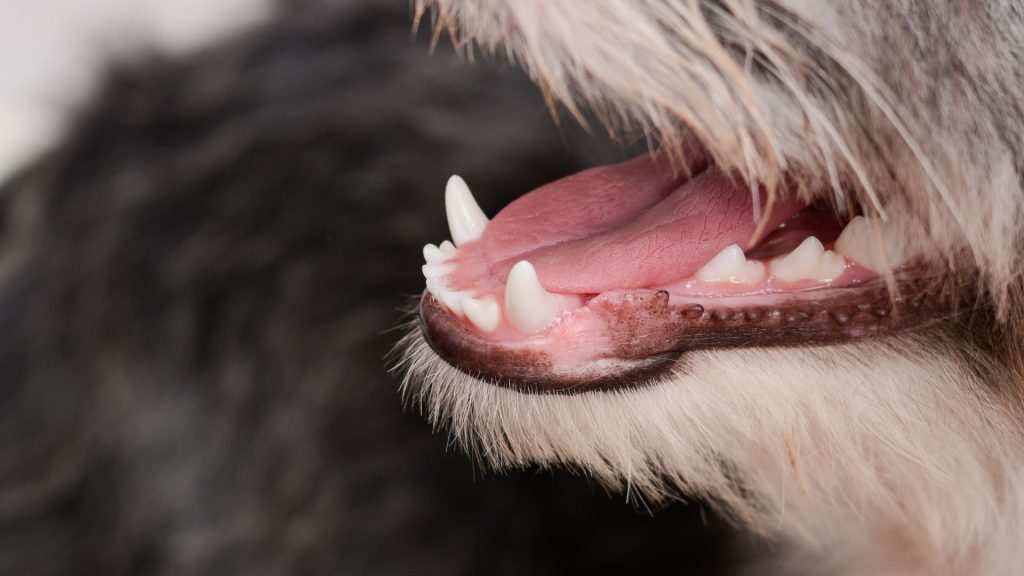 Gli snack naturali per cani possono migliorare la salute dentale del tuo amico a quattro zampe.