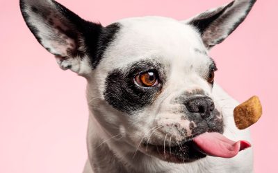 I benefici degli snack naturali per cani: guida completa