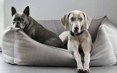 Dimensione cuccia cane: consigli per scegliere al meglio la cuccia per il vostro amico a quattro zampe