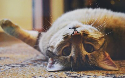 Le 10 curiosità sui gatti che forse non conosci