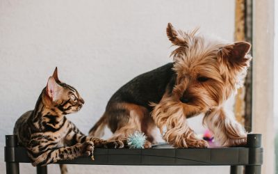 Come far andare d’accordo cane e gatto: una guida pratica