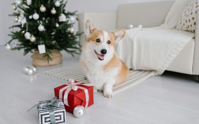 Cosa regalare al tuo cucciolo per Natale: i consigli di Petit 