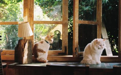 Arricchimento ambientale: guida ad un habitat perfetto per il tuo micio