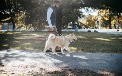 Come insegnare al cane ad andare al guinzaglio