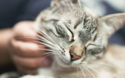 Perché i gatti fanno la pasta? Una curiosità spiegata