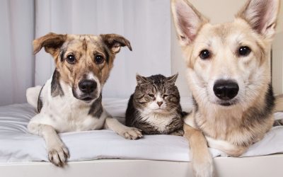 Grandi novità in casa Petit per i vostri amici a quattro zampe!