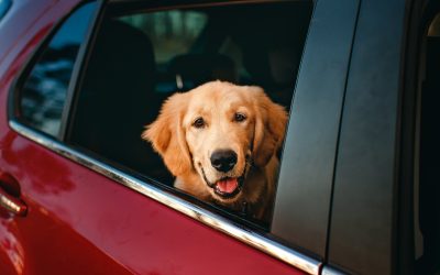 Cani e Viaggi: consigli per viaggiare in sicurezza