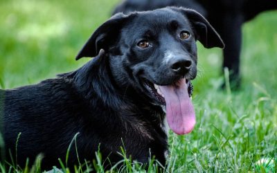 Antiparassitari per cani: guida completa per scegliere il migliore