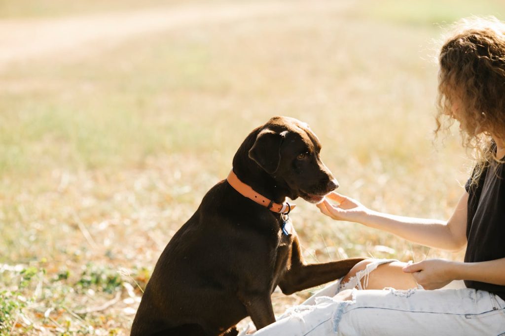 Ragazza che coccola un Labrador Retriever