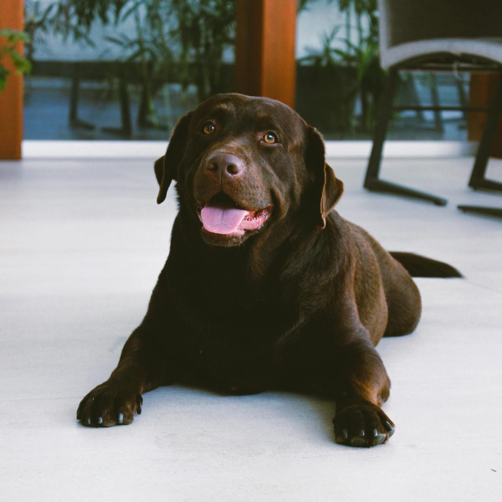 Labrador Retriver adulto