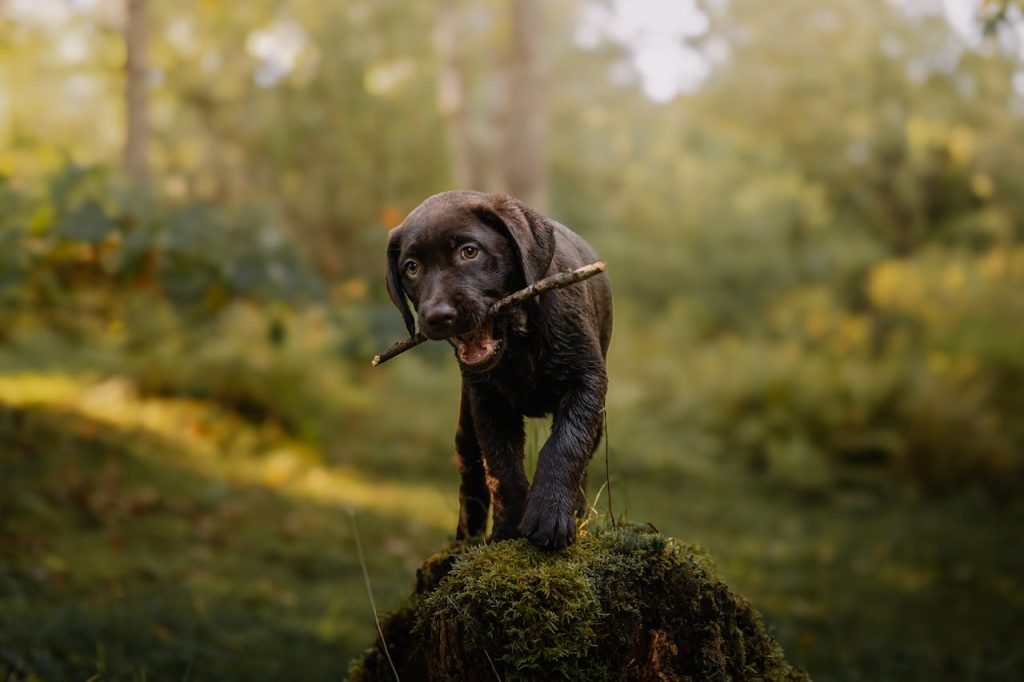 Cucciolo di Labrador Retriever