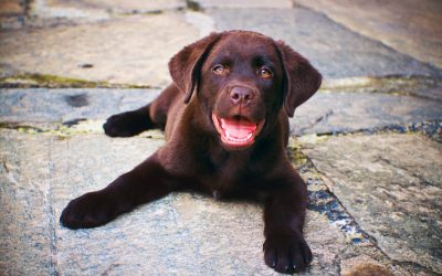 LABRADOR RETRIEVER: ALLA SCOPERTA DI QUESTA MERAVIGLIOSA RAZZA