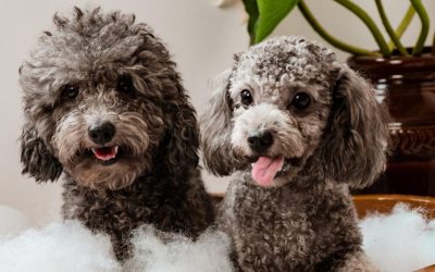 Shampoo per cani. Quale scegliere in base al tipo di pelo