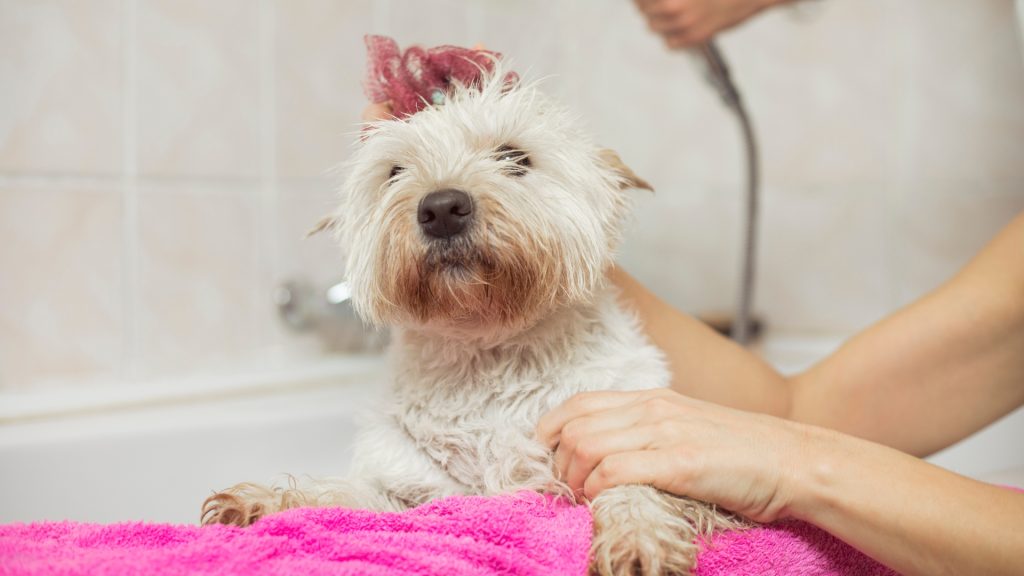 Shampoo per cani 