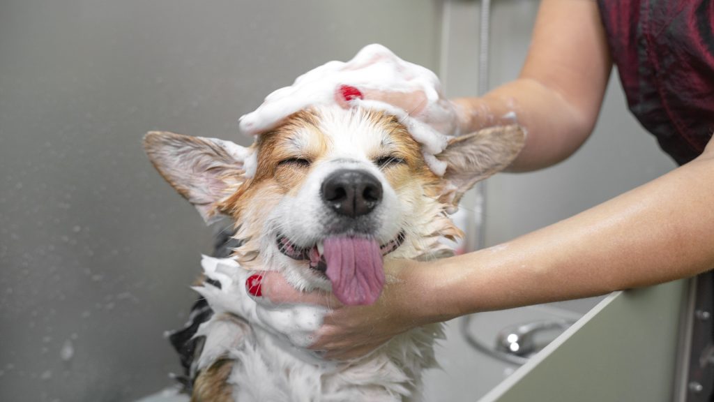 Shampoo per cani