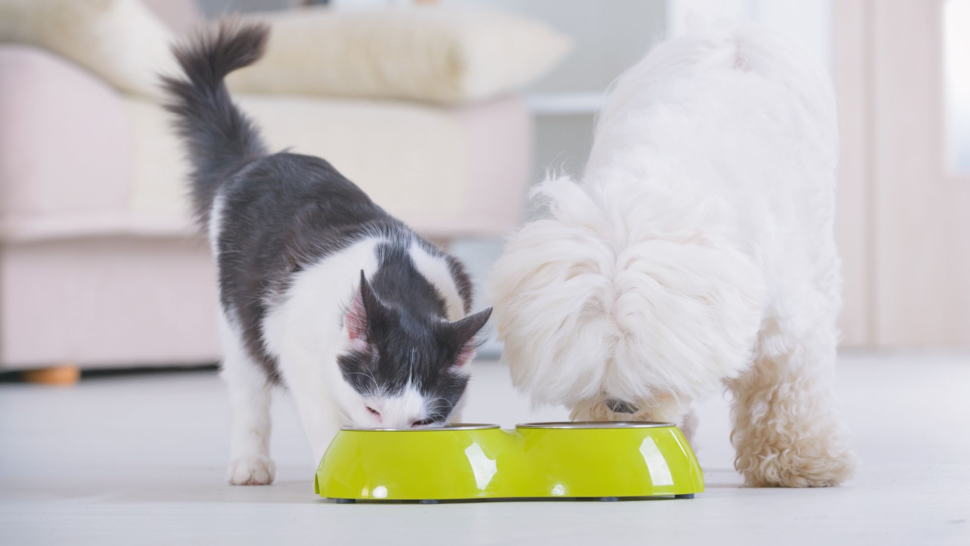 Alimentazione per cani e gatti