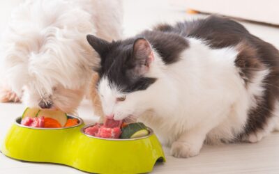 Alimentazione cani e gatti. Perché la salute inizia dalla ciotola!