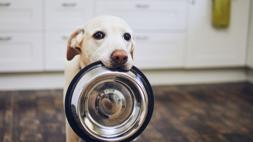 Alimentazione per cani e gatti