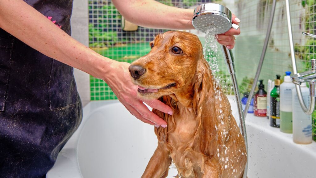 Padrona che lava il cane in casa con delicatezza