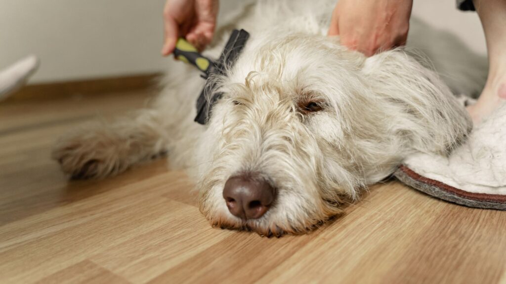 Spazzolatura del pelo lungo di un cane dopo il bagno