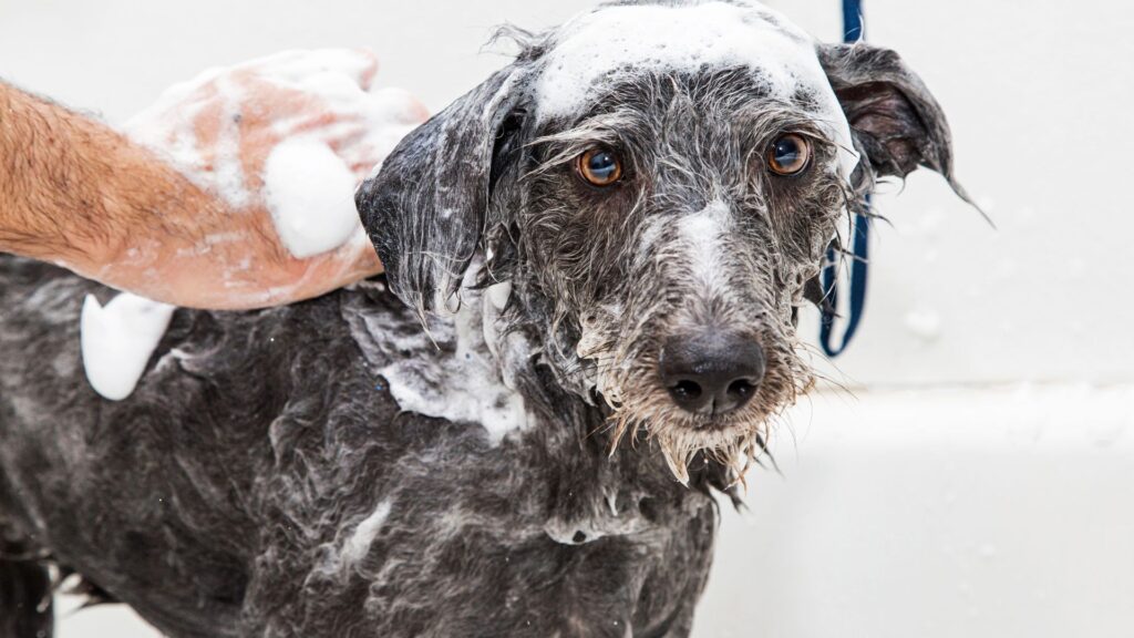 Calendario con le tempistiche consigliate per lavare il cane