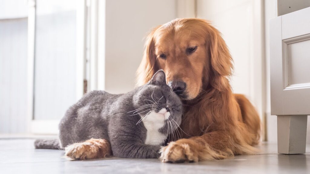Casa pulita con cane e gatto rilassati sul tappeto