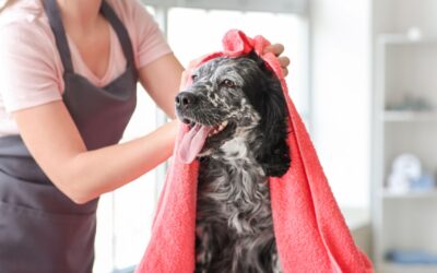 Come lavare il cane con prodotti casalinghi: guida completa alla toelettatura fai-da-te