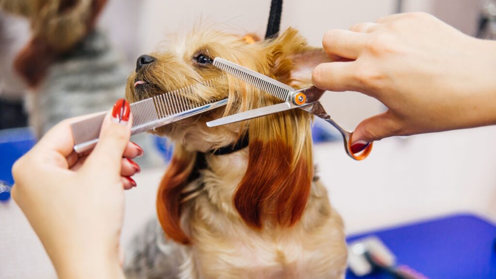 Kit completo per toelettatura del cane a casa