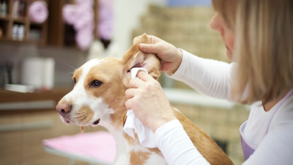 Padrona che pulisce con cura le orecchie del cane