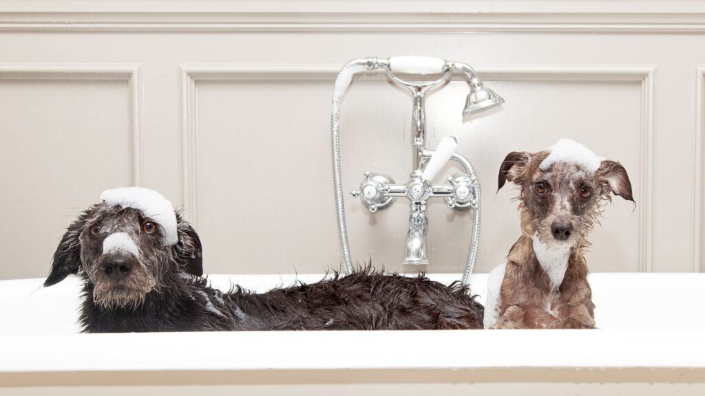 Ingredienti naturali per preparare uno shampoo fai-da-te per cani