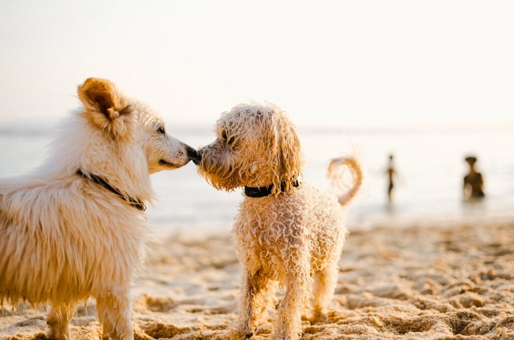 Socializzazione tra cani in spiaggia: un momento naturale per osservare le unghie dei cani Due cani si annusano su una spiaggia assolata, con attenzione alle unghie dei cani visibili nella sabbia