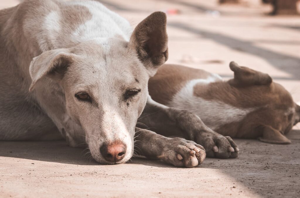 Momento di relax tra cani: osservare le unghie dei cani anche durante il riposo Due cani che sonnecchiano serenamente, con le unghie dei cani visibili mentre riposano insieme