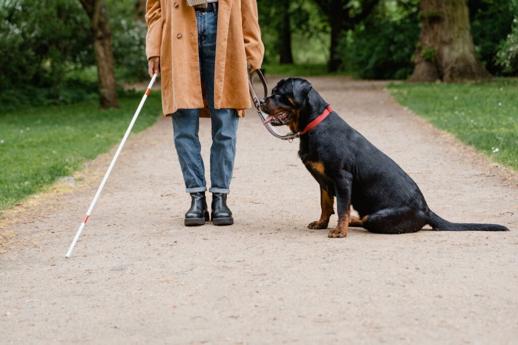 Cane guida accanto a una persona non vedente che cammina su un vialetto