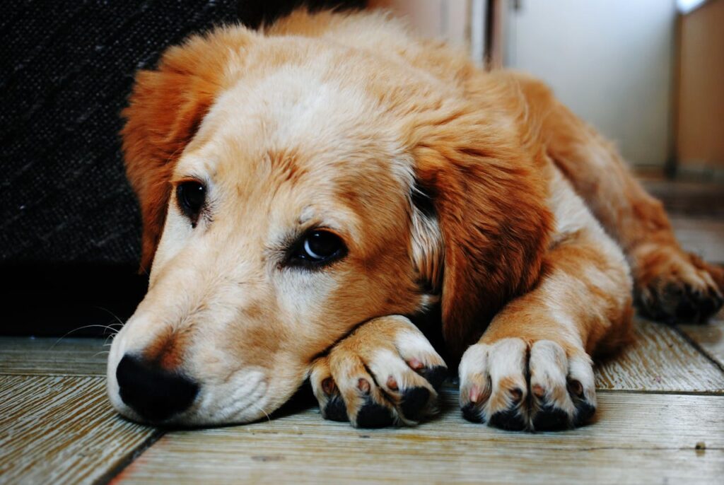 Cane randagio con sguardo triste