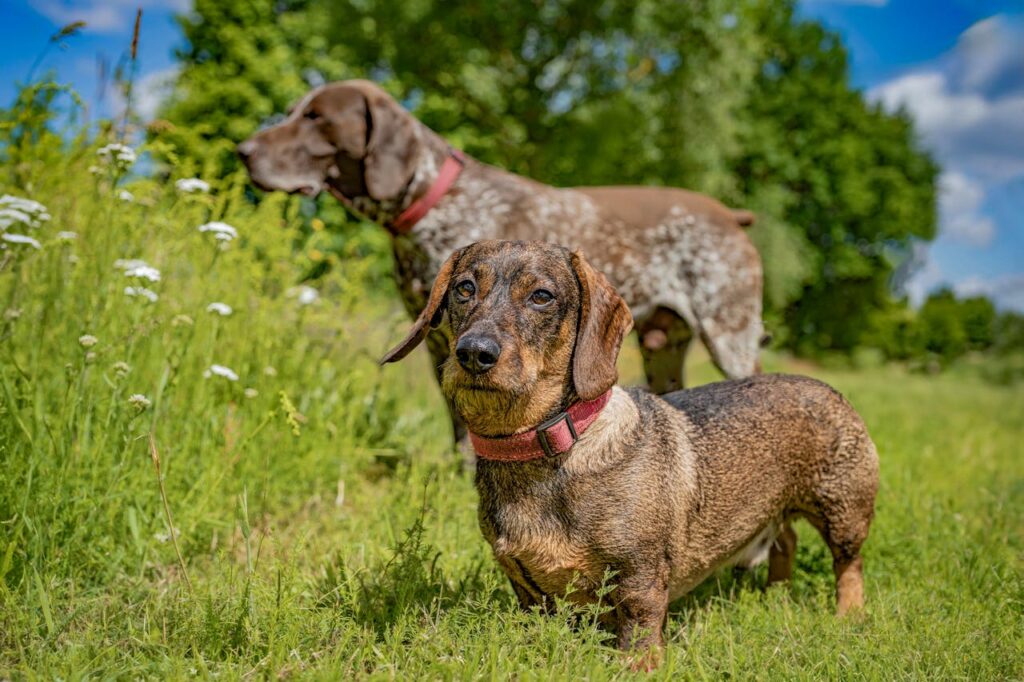 Due cani bassotti che giocano insieme in un prato verde