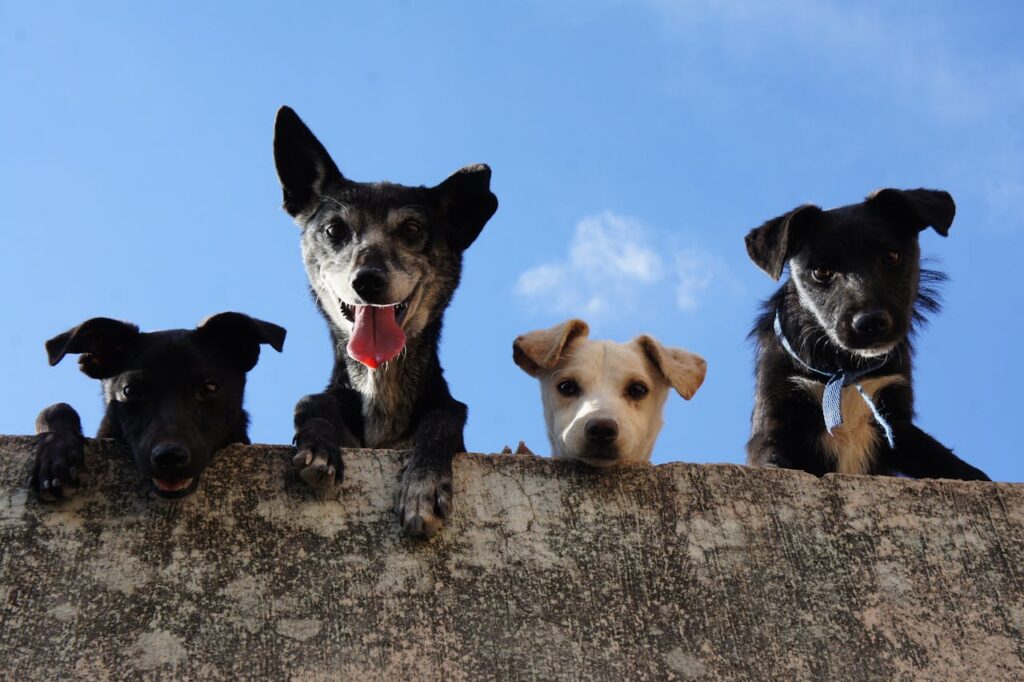Quattro cagnolini curiosi che si affacciano da un muretto
